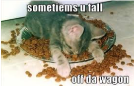 Fall-off-the-wagon-cat